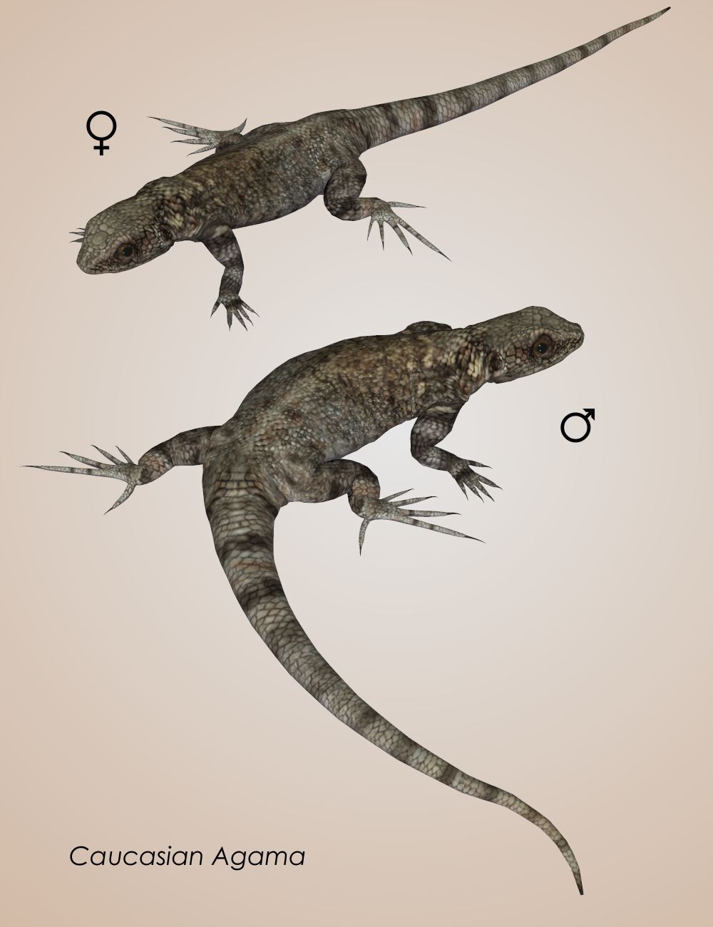 Nature's Wonders Lizards of the World Vol. 5 by N/A