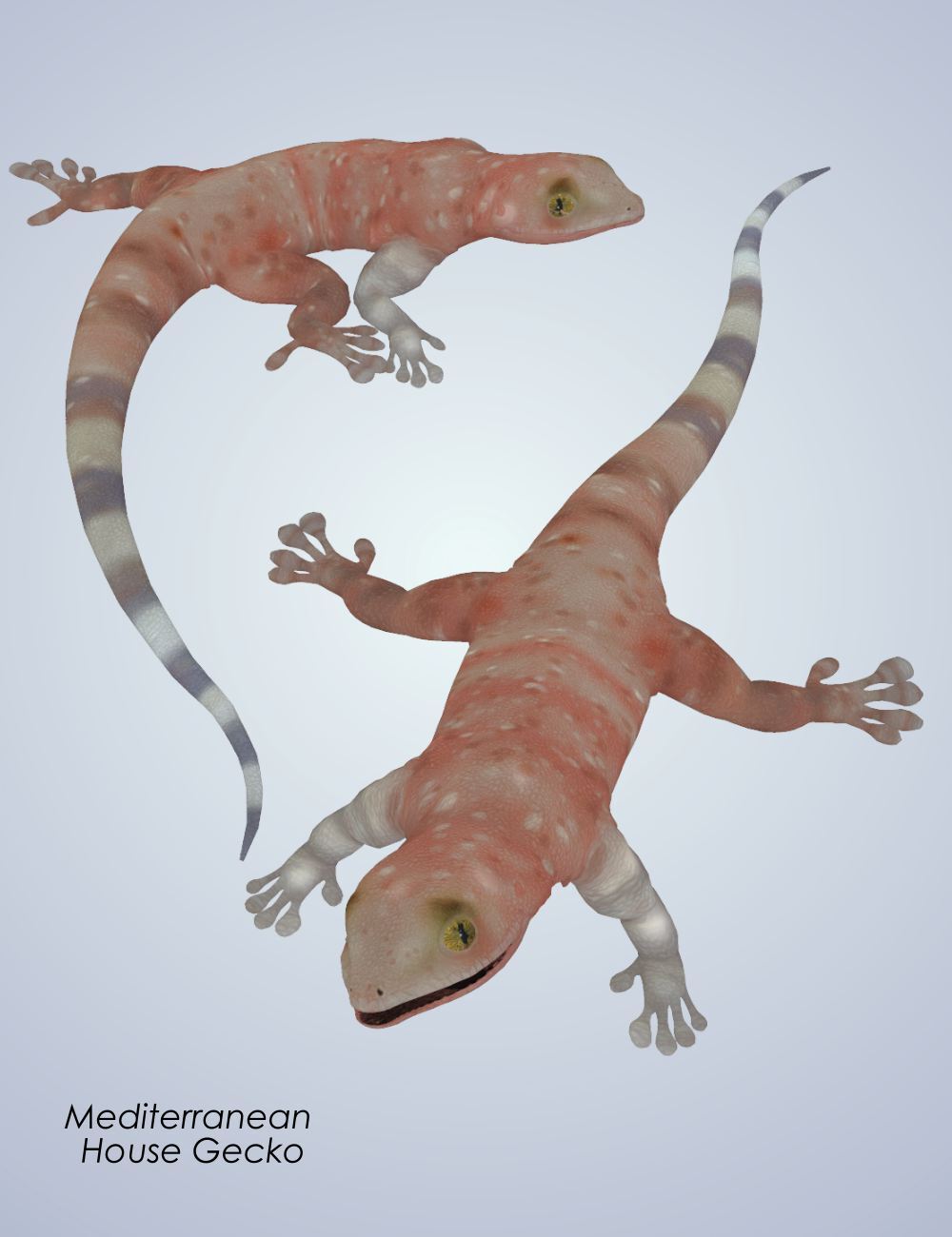 Nature's Wonders Lizards of the World Vol. 5 by N/A