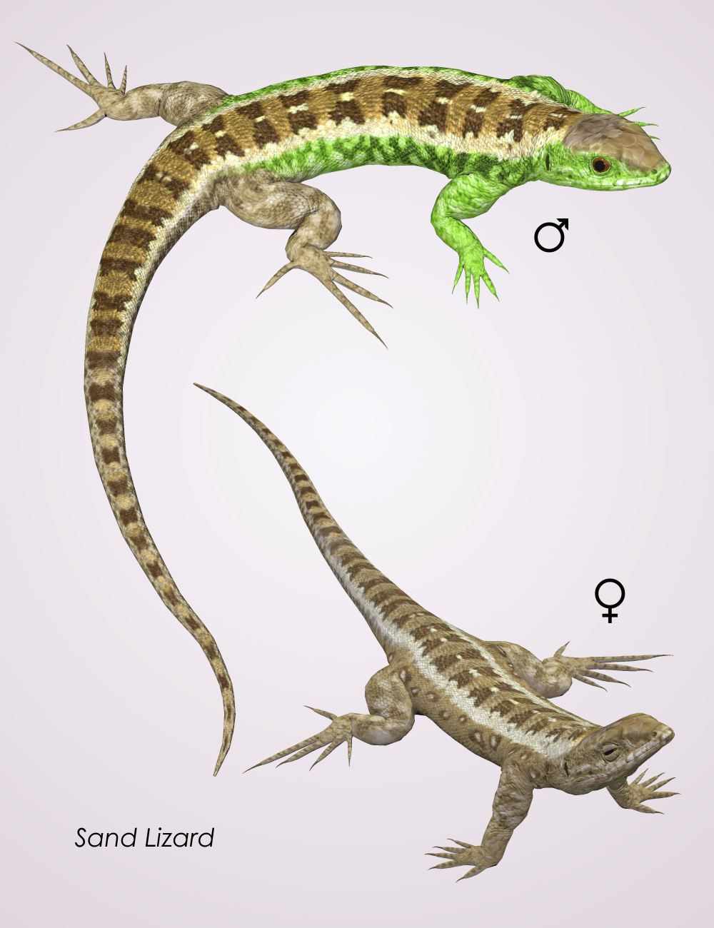 Nature's Wonders Lizards of the World Vol. 5 by N/A