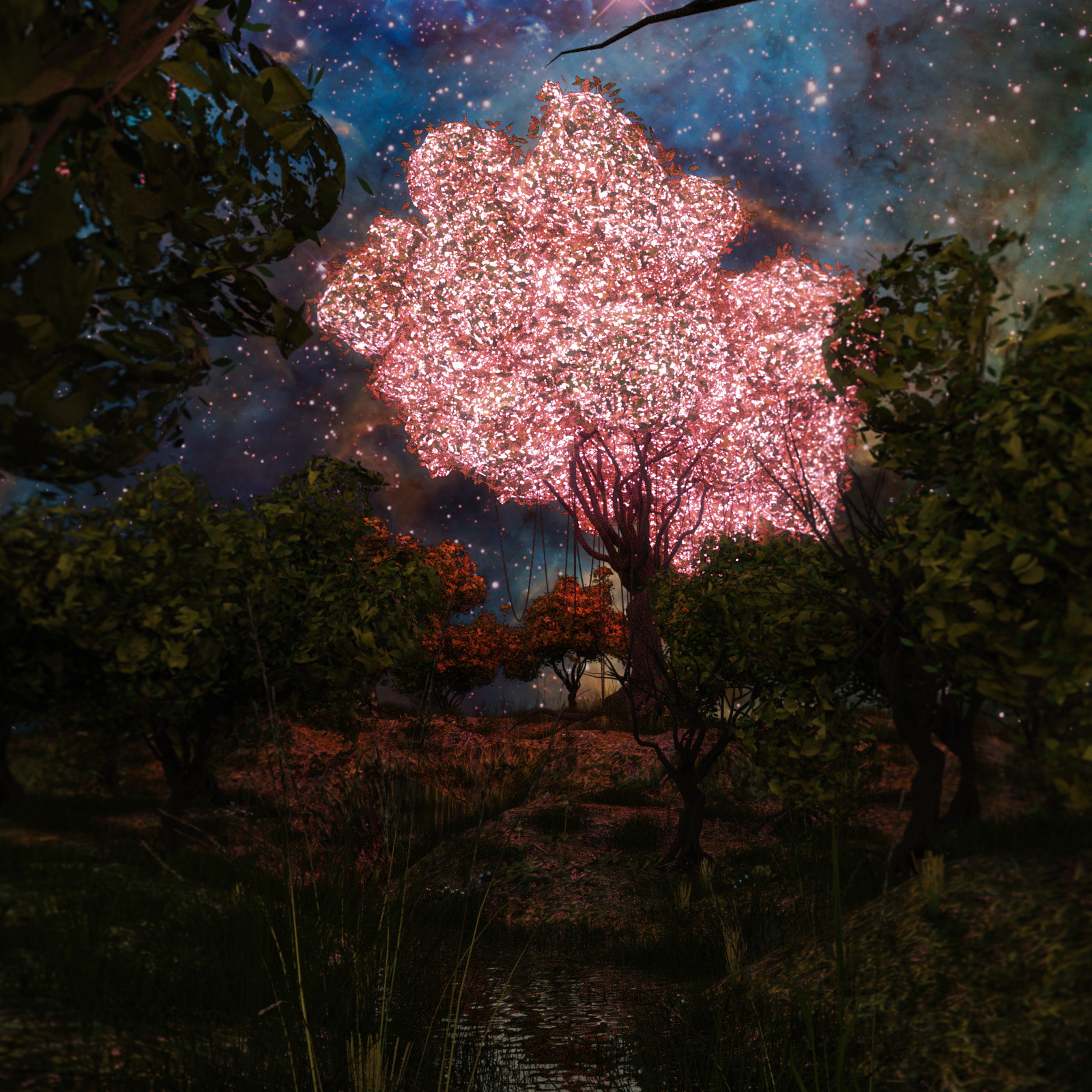 Enchanted Forest by N/A