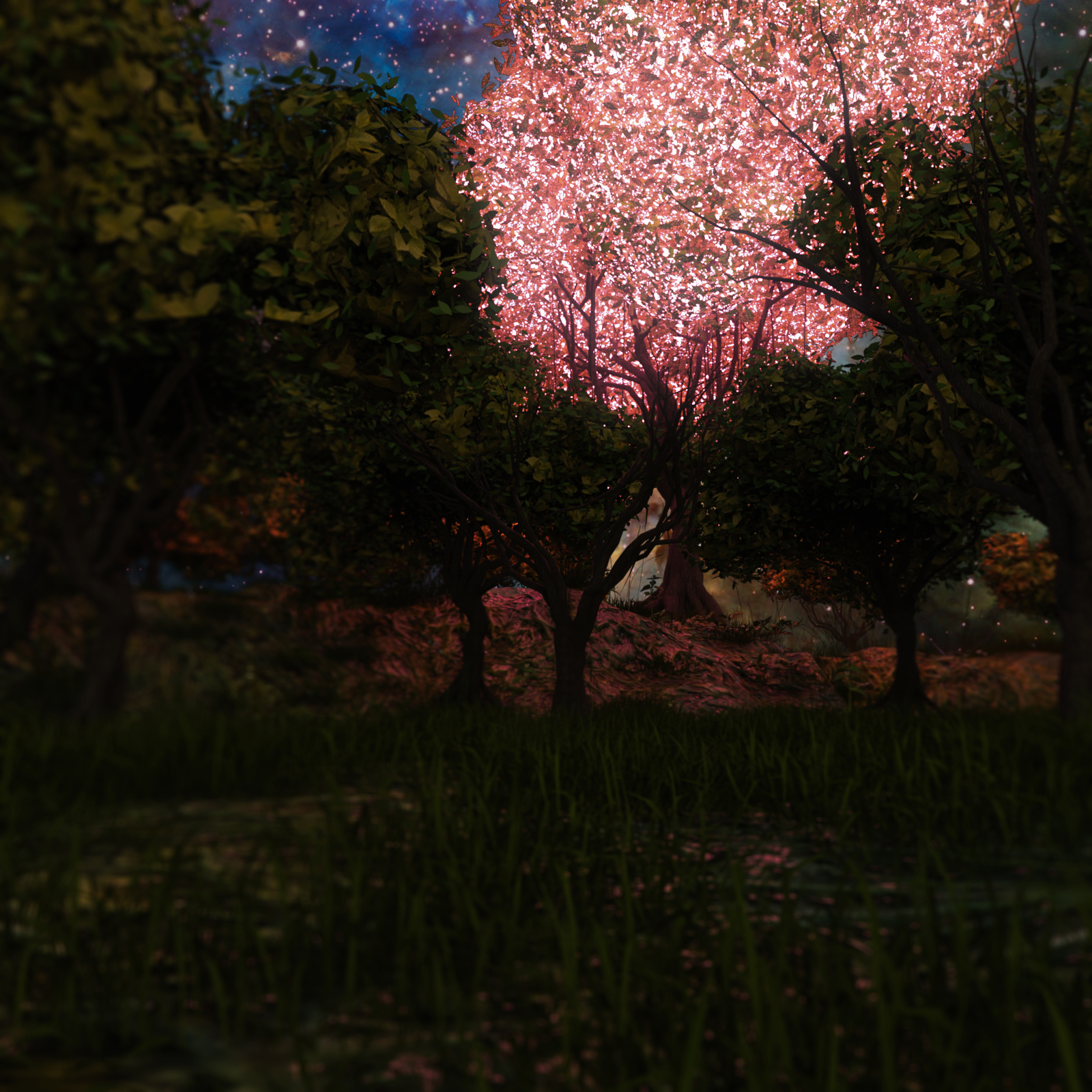 Enchanted Forest by N/A