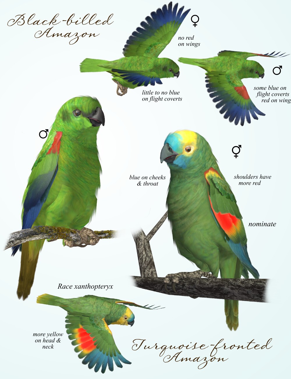 Songbird ReMix Parrots Vol 6 - Amazons of the World 2 by N/A