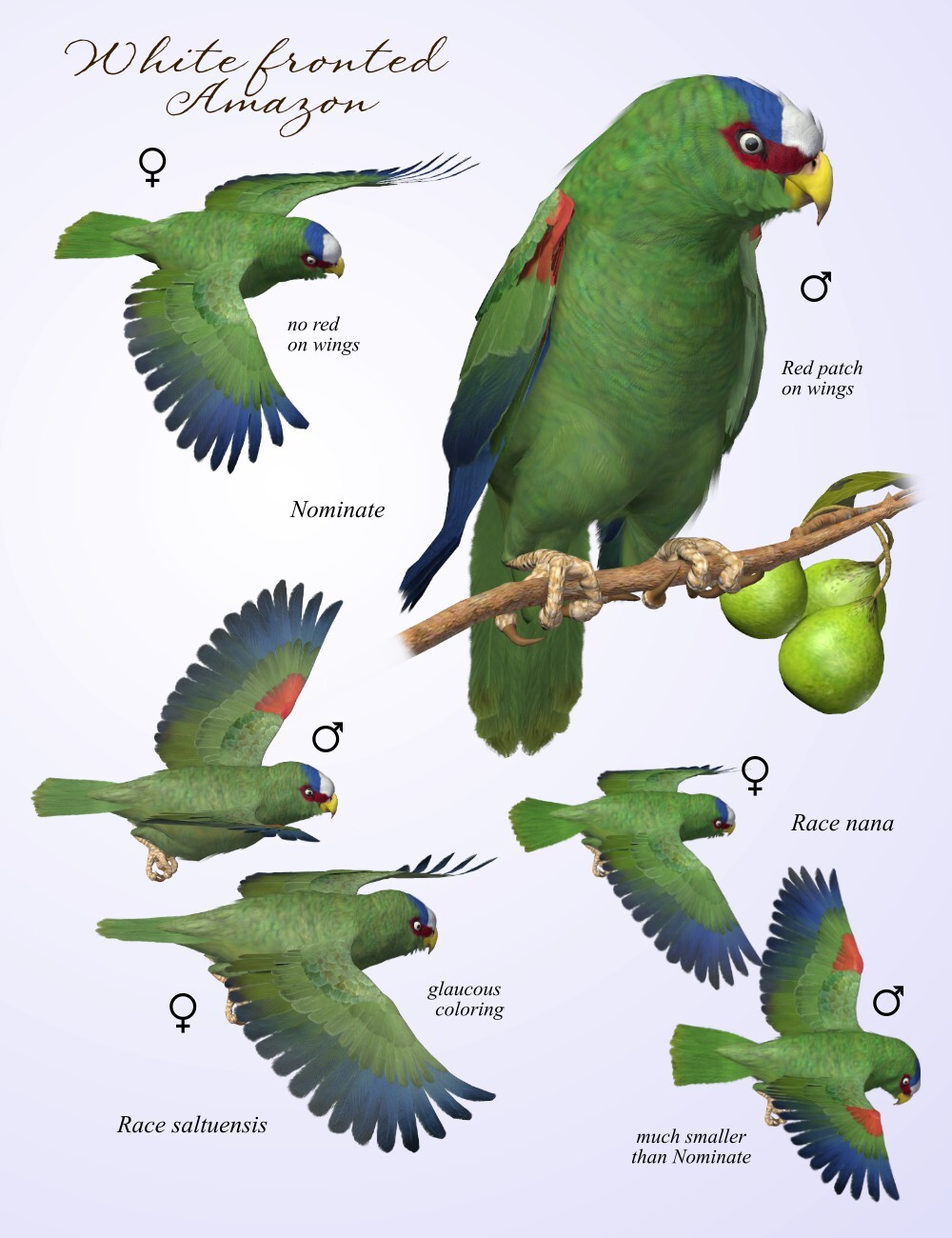 Songbird ReMix Parrots Vol 6 - Amazons of the World 2 by N/A