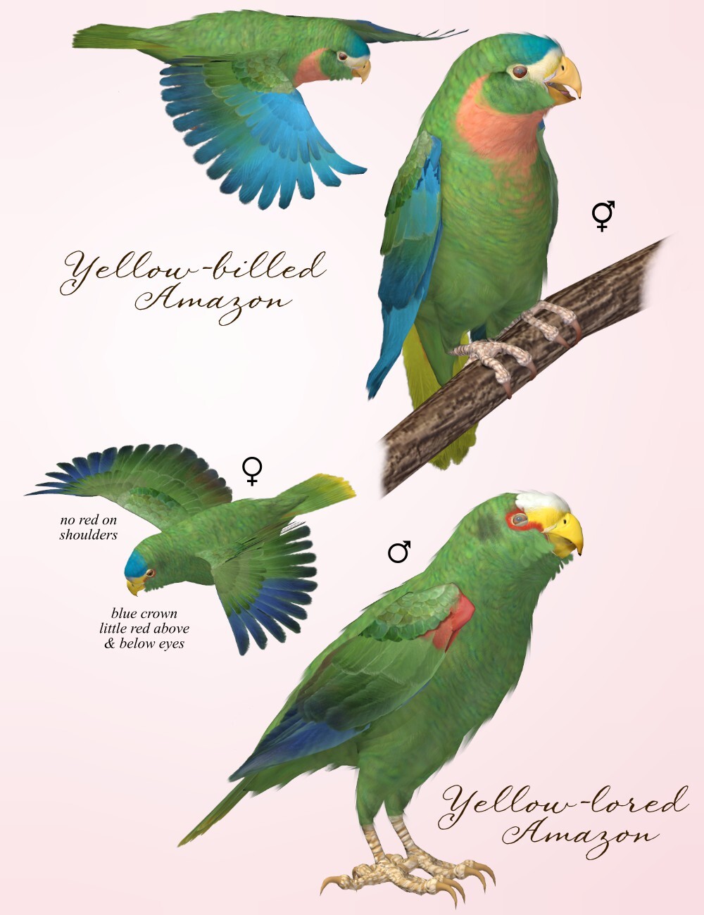 Songbird ReMix Parrots Vol 6 - Amazons of the World 2 by N/A