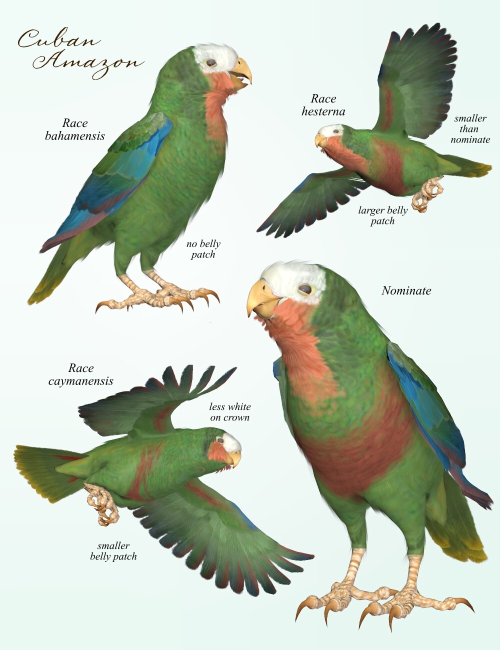 Songbird ReMix Parrots Vol 6 - Amazons of the World 2 by N/A