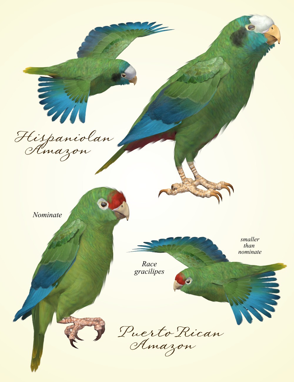 Songbird ReMix Parrots Vol 6 - Amazons of the World 2 by N/A