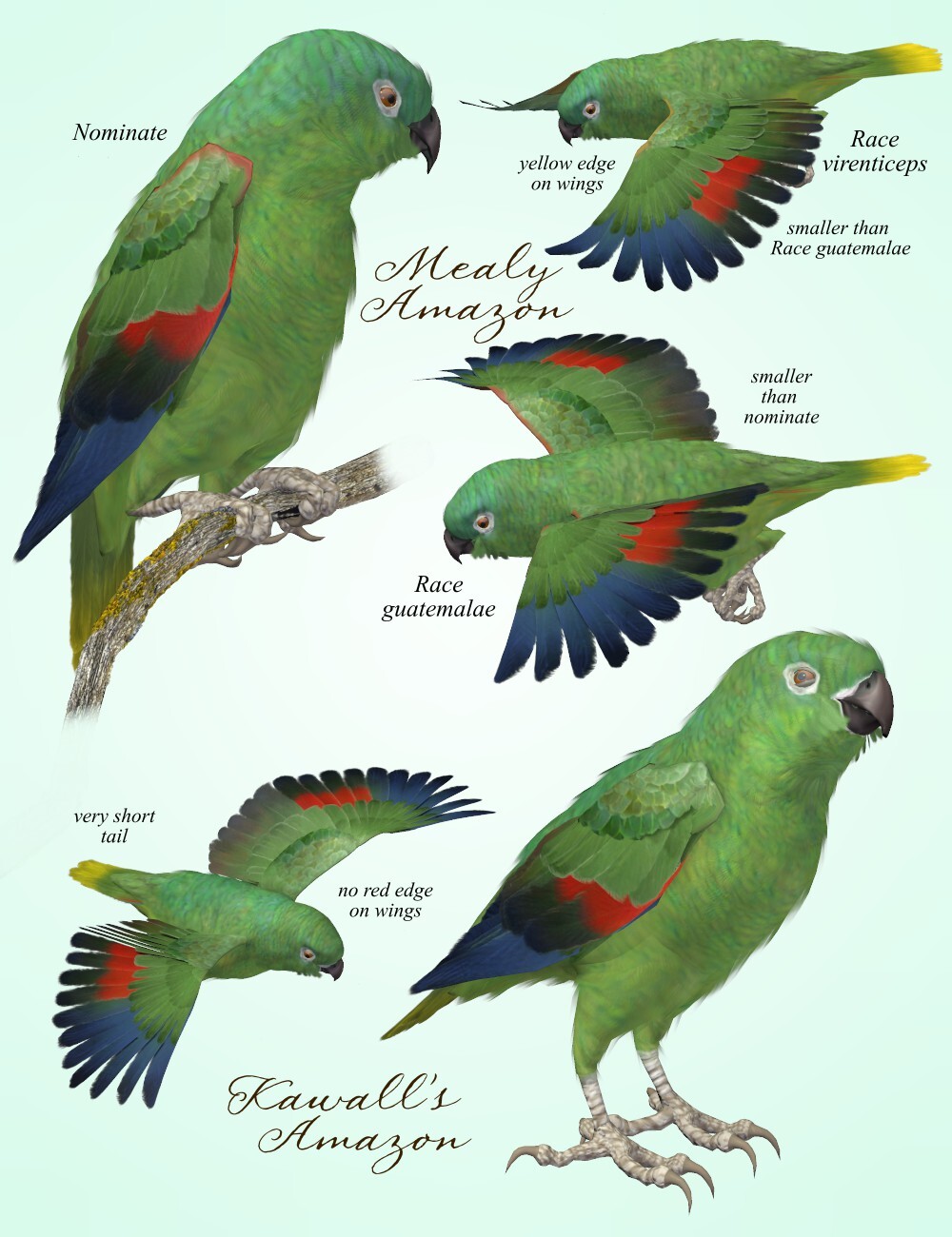 Songbird ReMix Parrots Vol 6 - Amazons of the World 2 by N/A