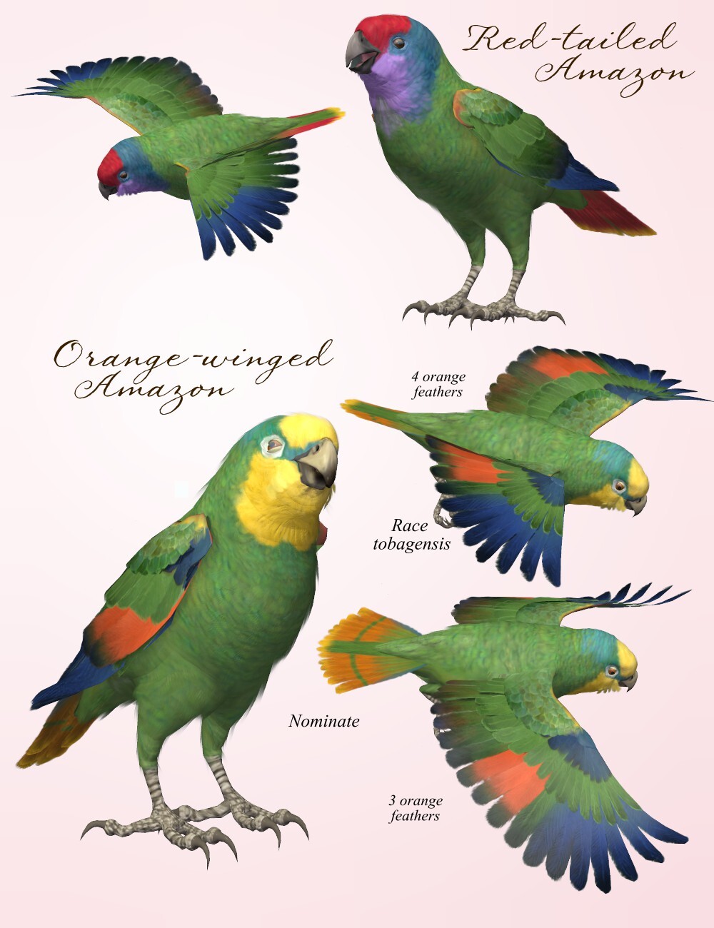 Songbird ReMix Parrots Vol 6 - Amazons of the World 2 by N/A