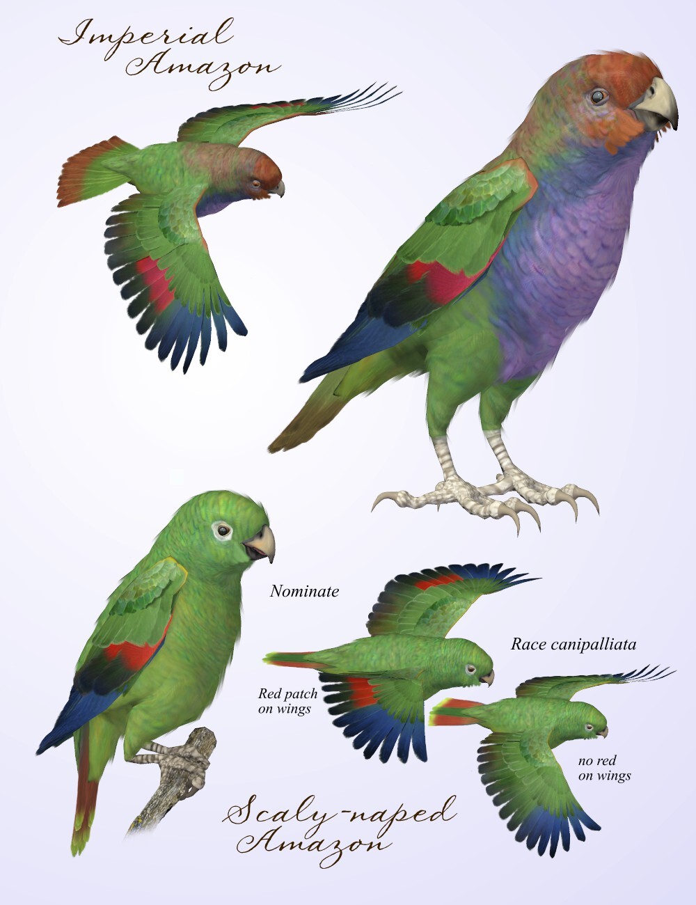 Songbird ReMix Parrots Vol 6 - Amazons of the World 2 by N/A