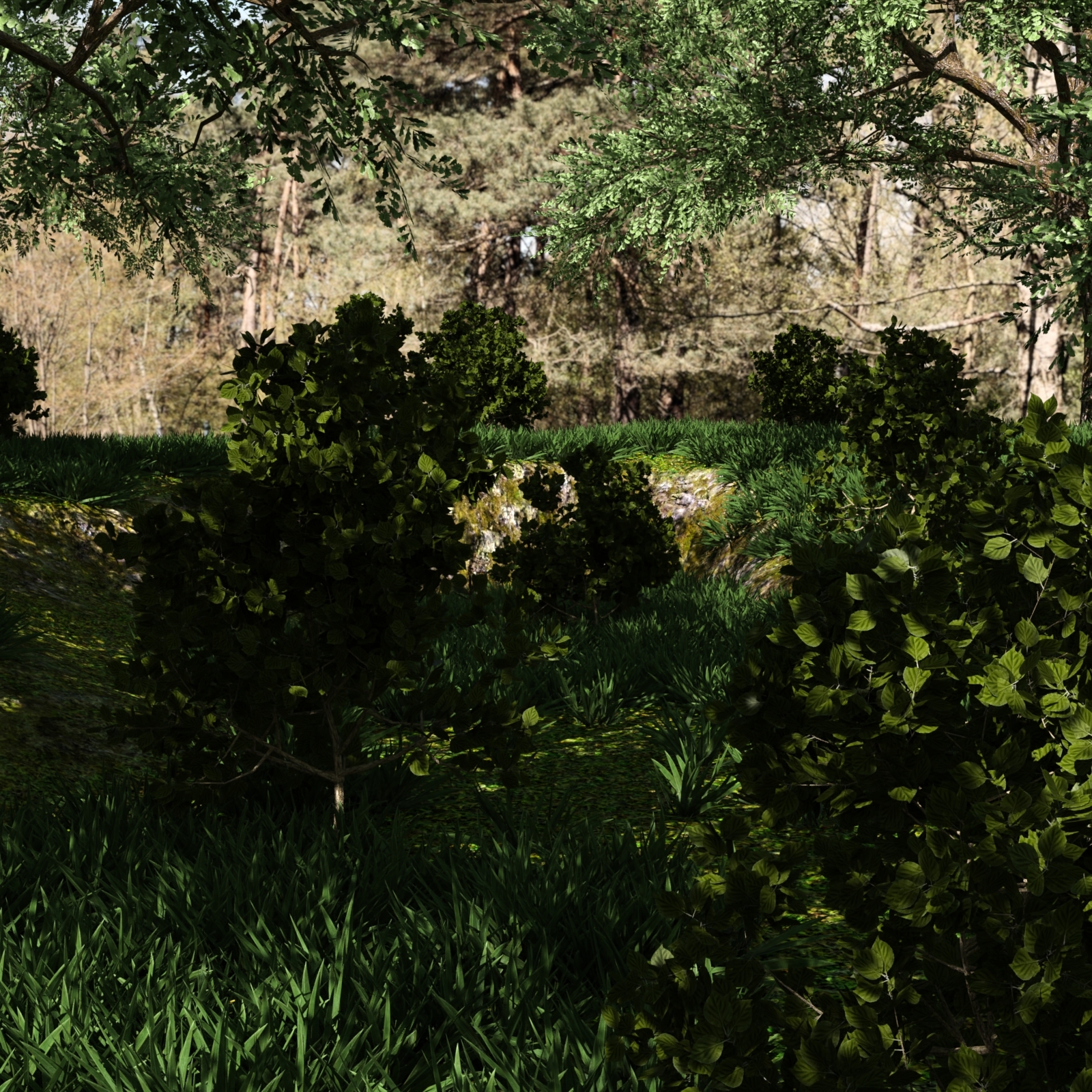 Forest Environment by N/A