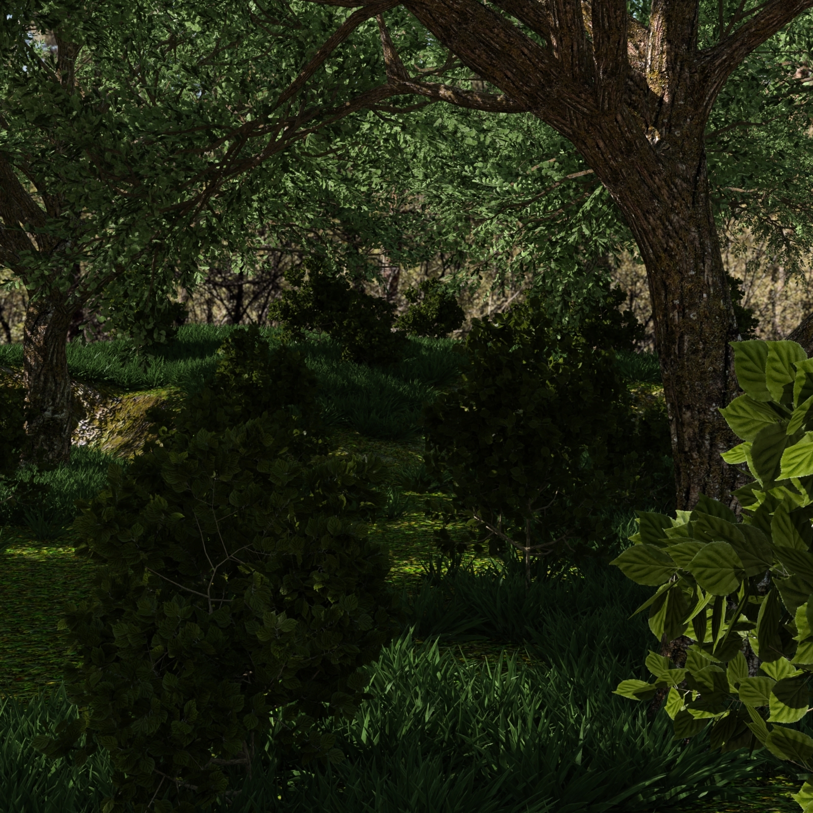 Forest Environment by N/A