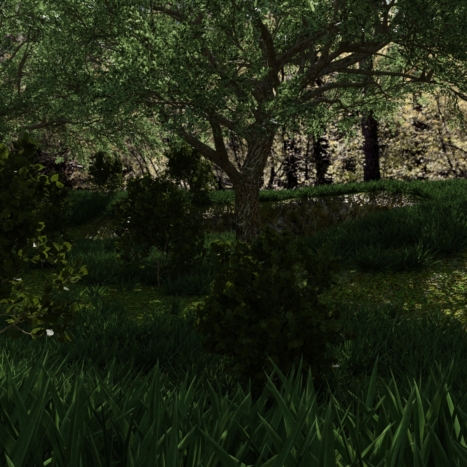 Forest Environment by N/A