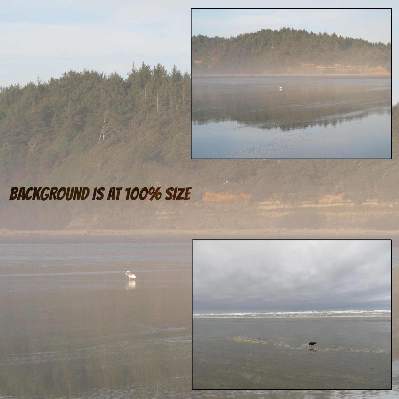 Birds on the Beach by N/A