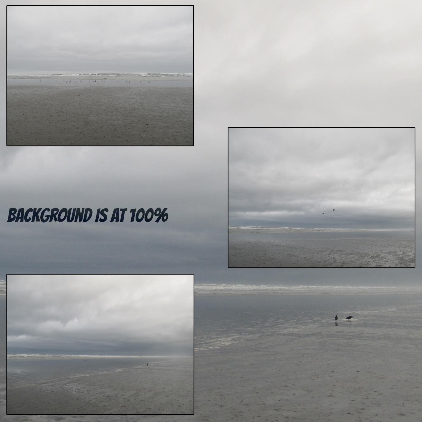 Birds on the Beach by N/A