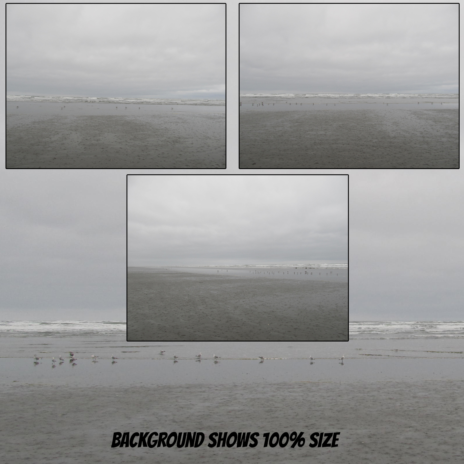 Birds on the Beach by N/A