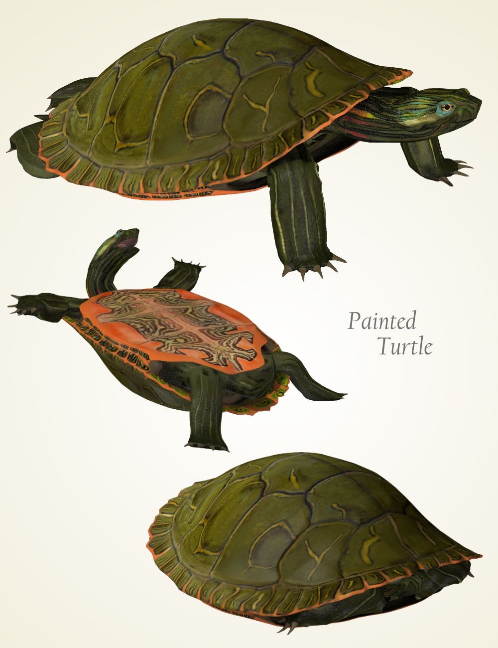 Nature's Wonders Turtles of the World Vol. 2 by N/A