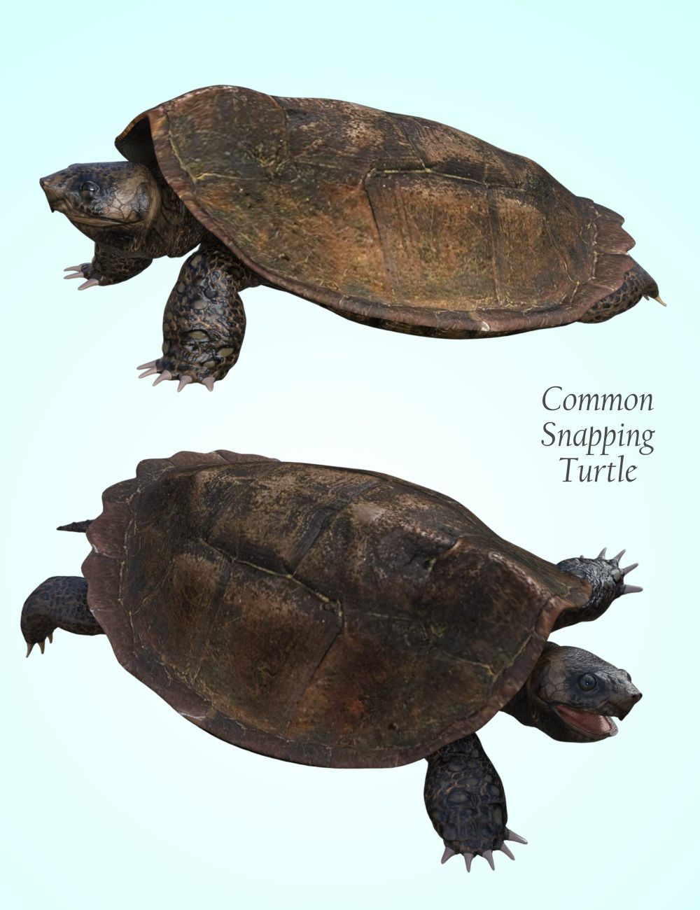 Nature's Wonders Turtles of the World Vol. 2 by N/A