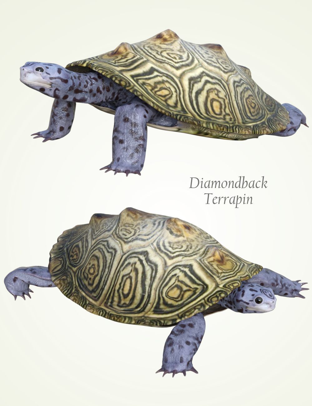 Nature's Wonders Turtles of the World Vol. 2 by N/A