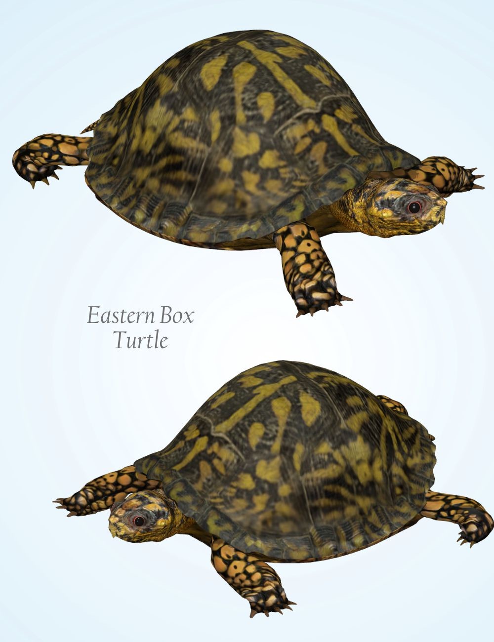 Nature's Wonders Turtles of the World Vol. 2 by N/A