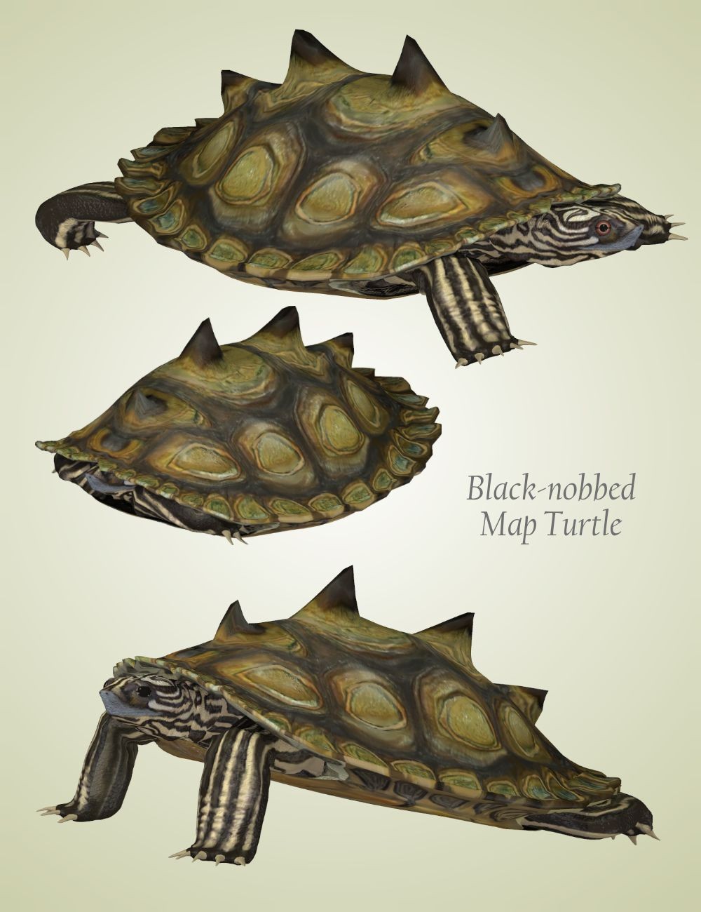 Nature's Wonders Turtles of the World Vol. 2 by N/A