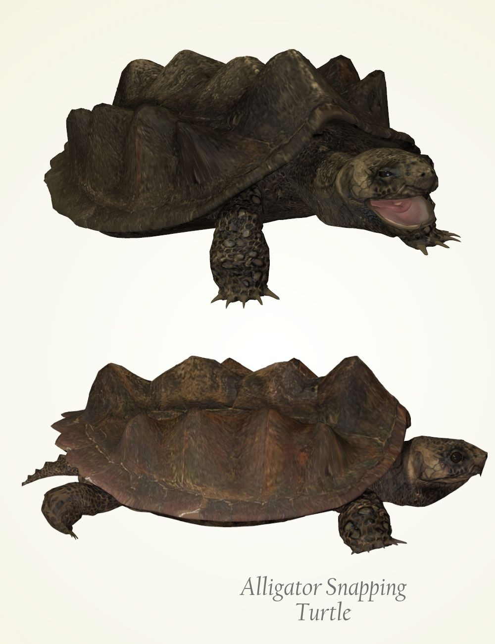 Nature's Wonders Turtles of the World Vol. 2 by N/A