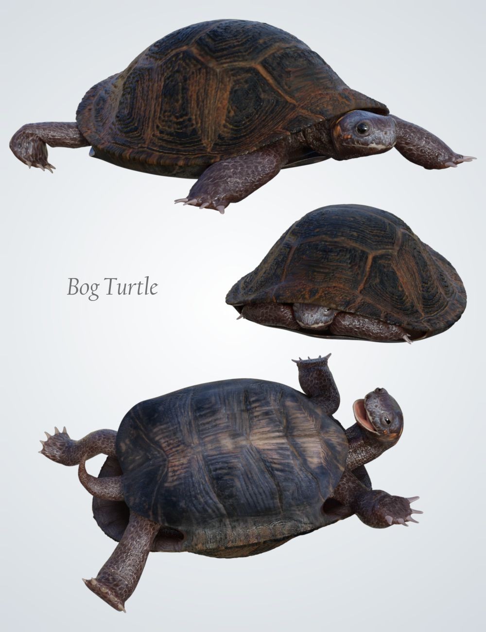 Nature's Wonders Turtles of the World Vol. 2 by N/A