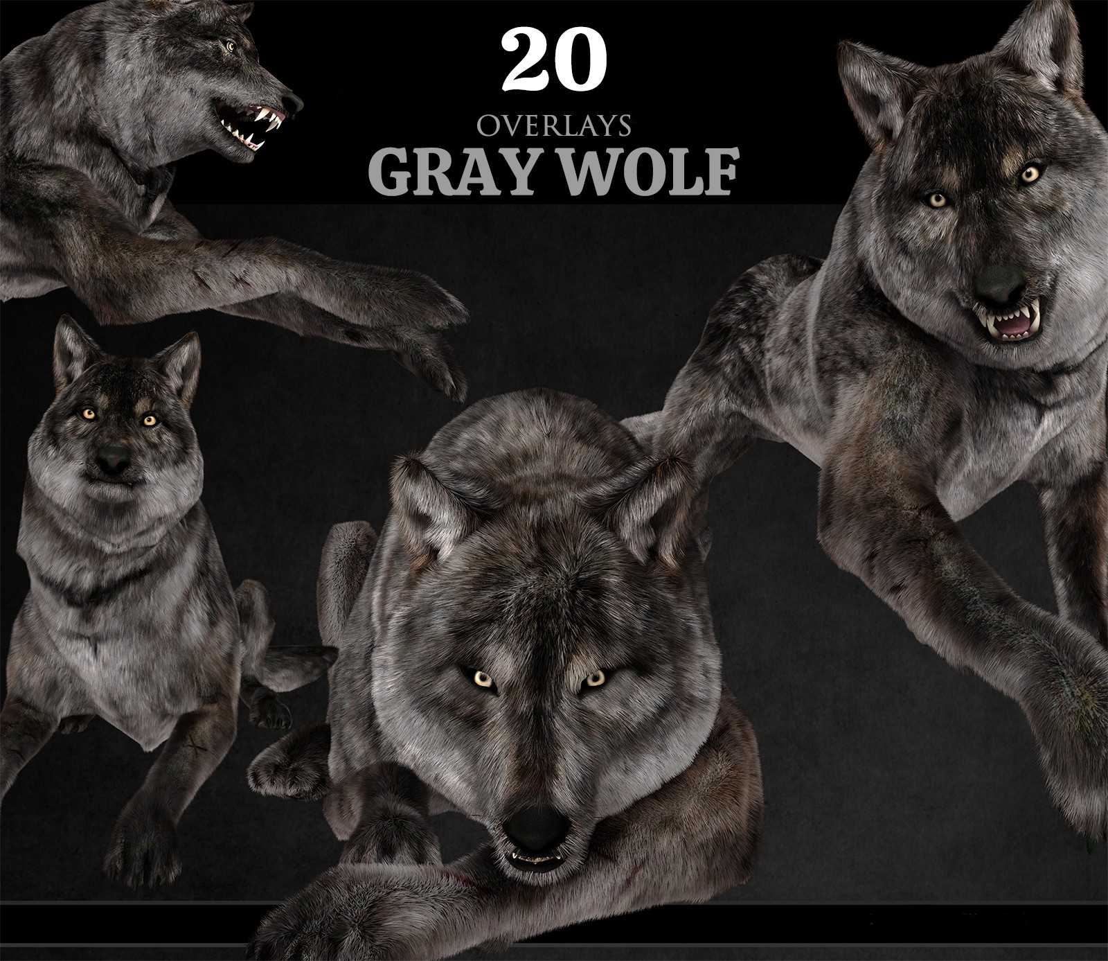 Gray Wolf Overlays by N/A