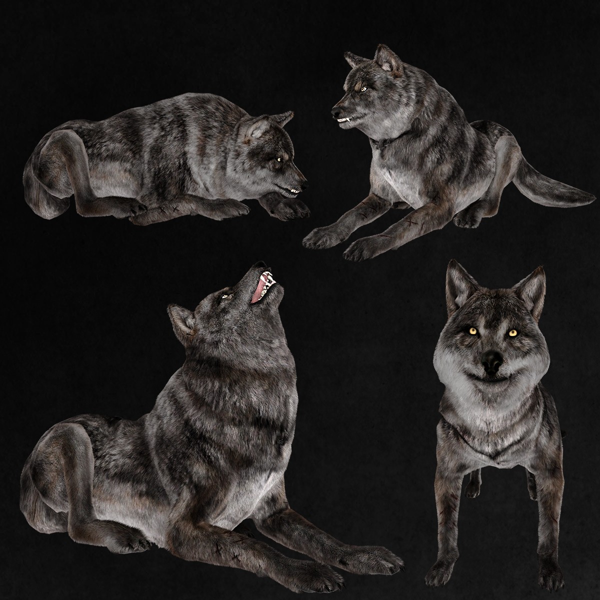 Gray Wolf Overlays by N/A