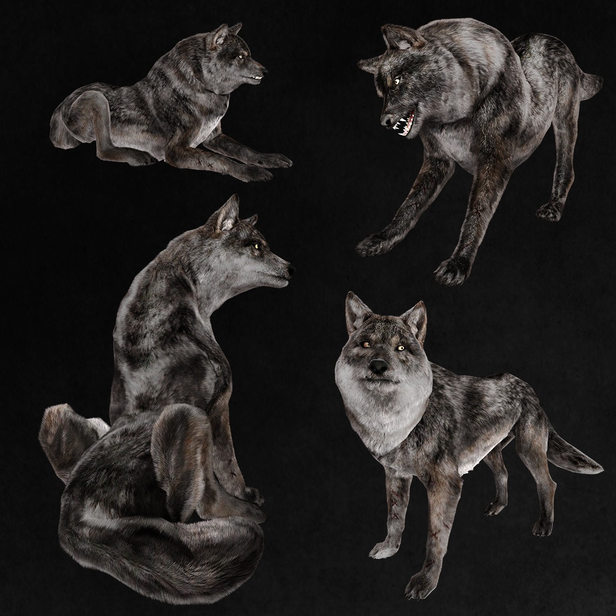 Gray Wolf Overlays by N/A