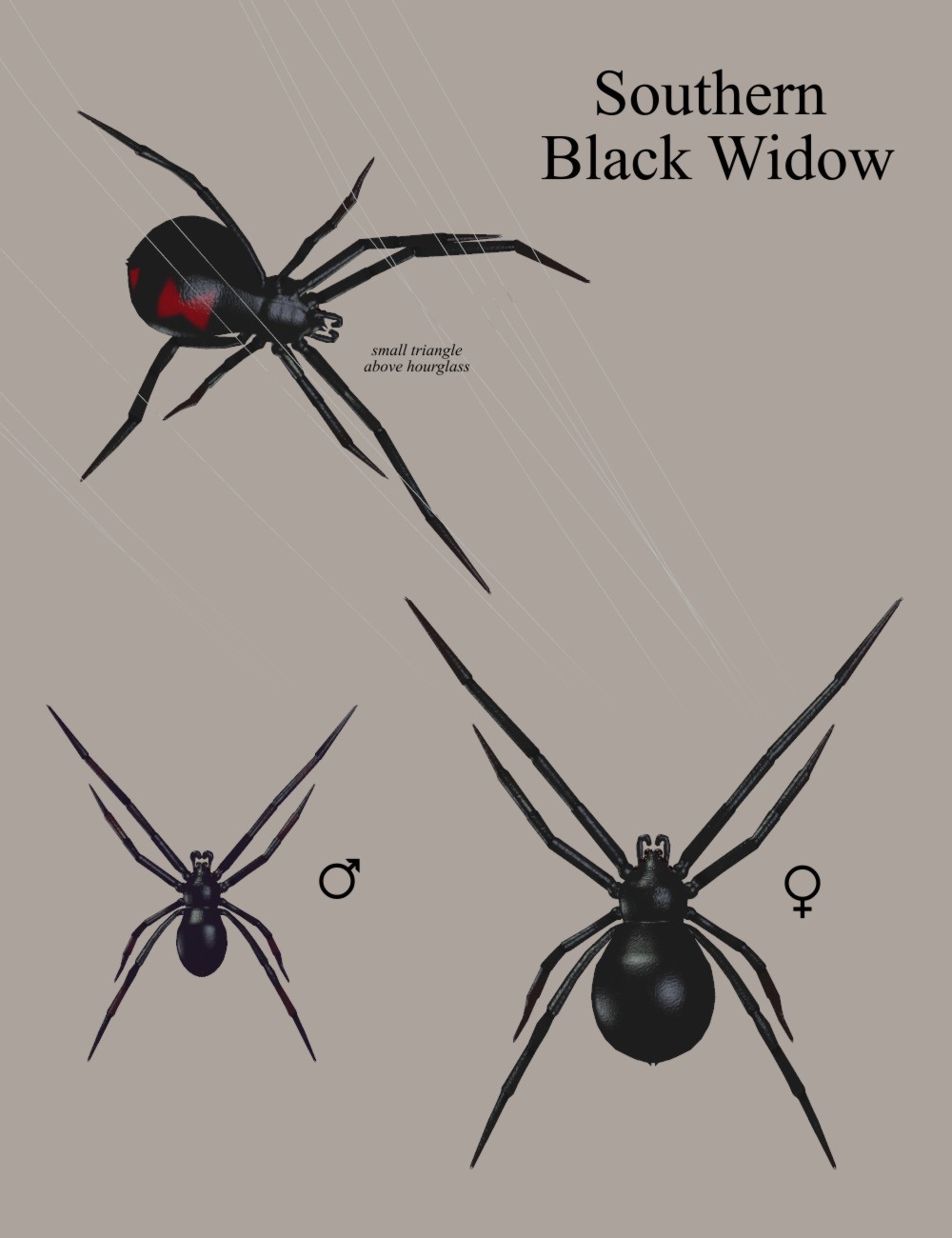 Nature's Wonders Spiders by N/A
