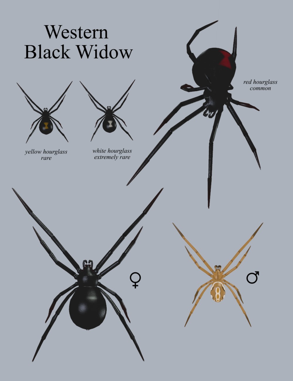 Nature's Wonders Spiders by N/A