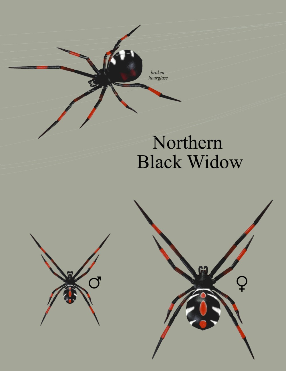 Nature's Wonders Spiders by N/A