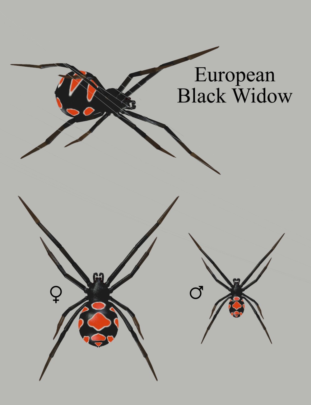 Nature's Wonders Spiders by N/A