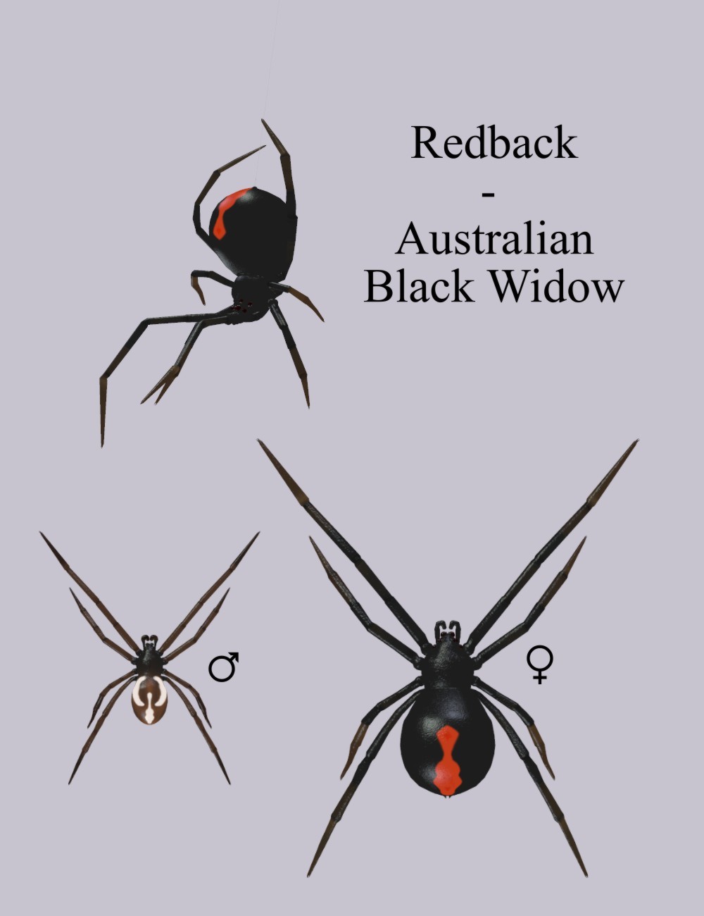 Nature's Wonders Spiders by N/A