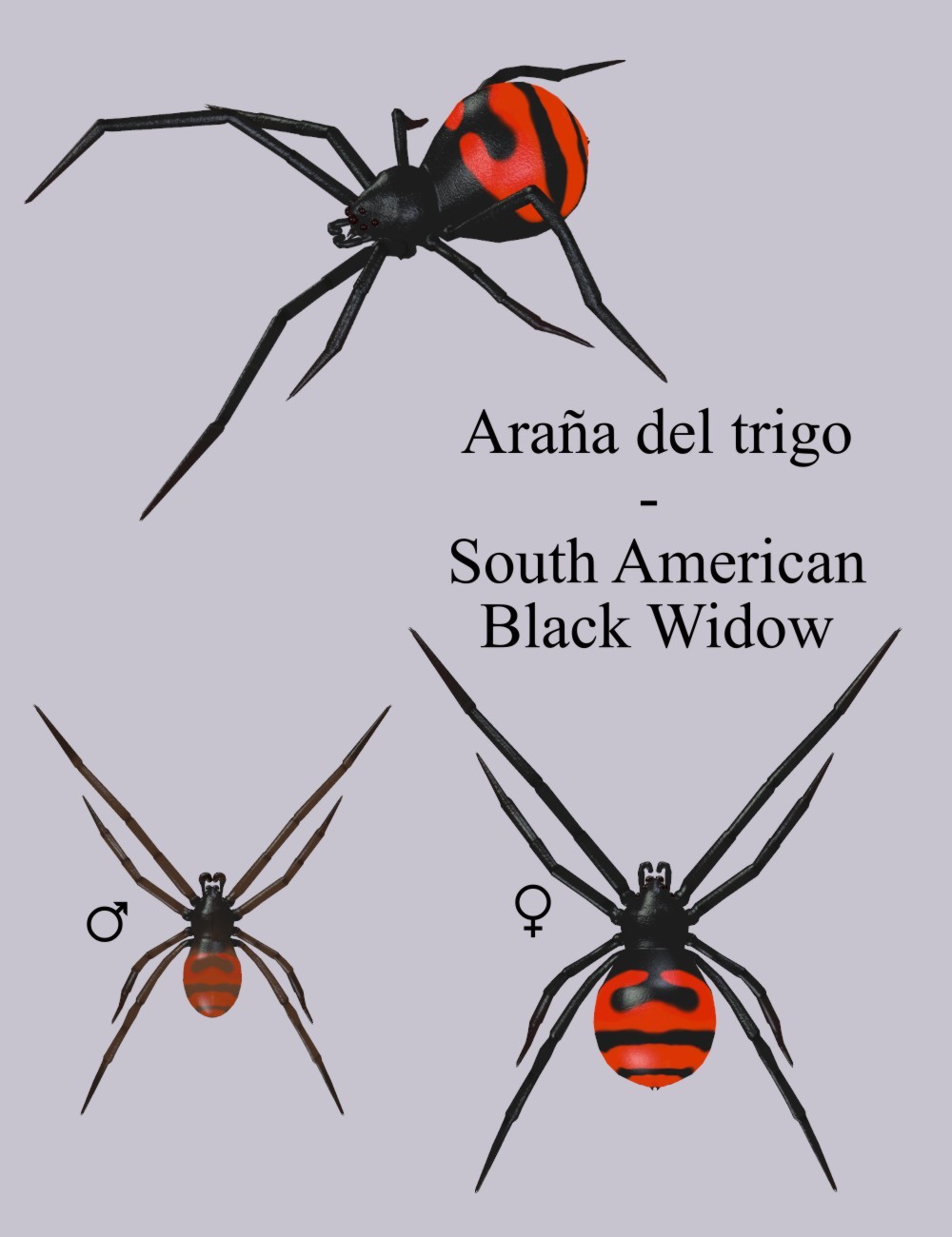 Nature's Wonders Spiders by N/A