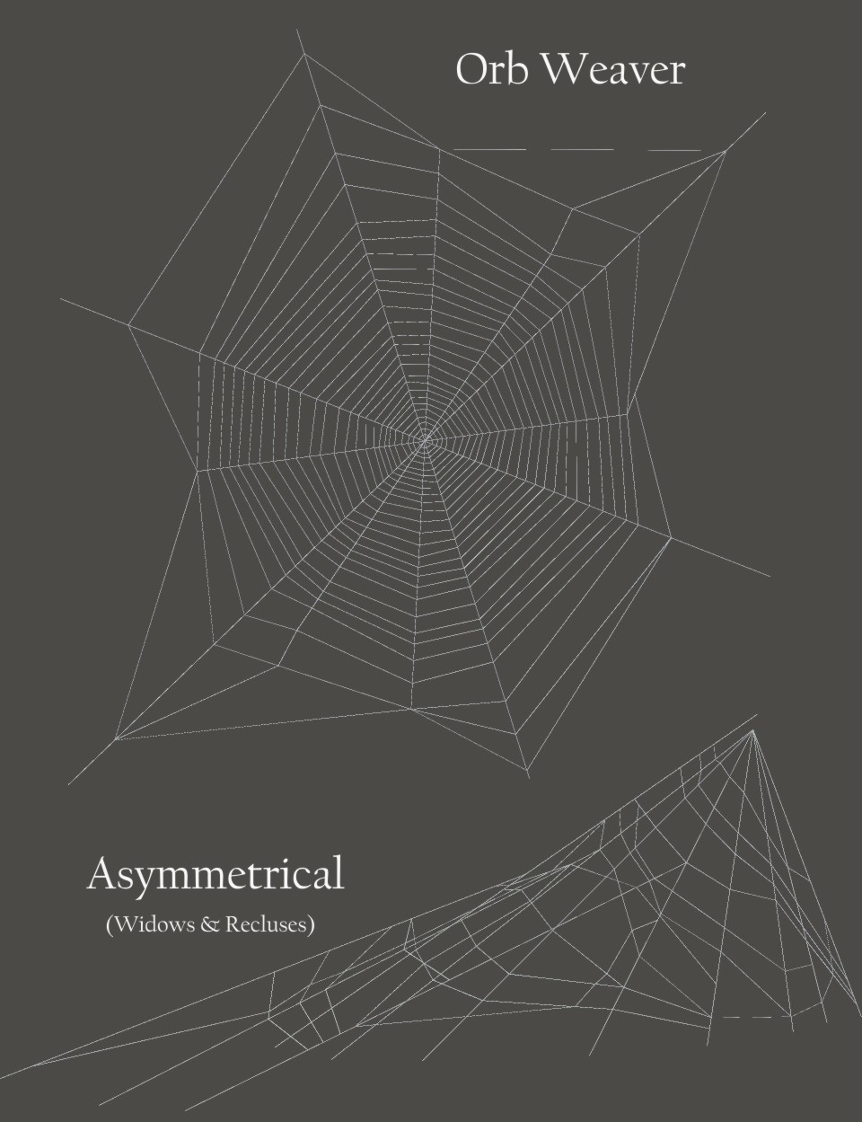 Nature's Wonders Spider Webs by N/A