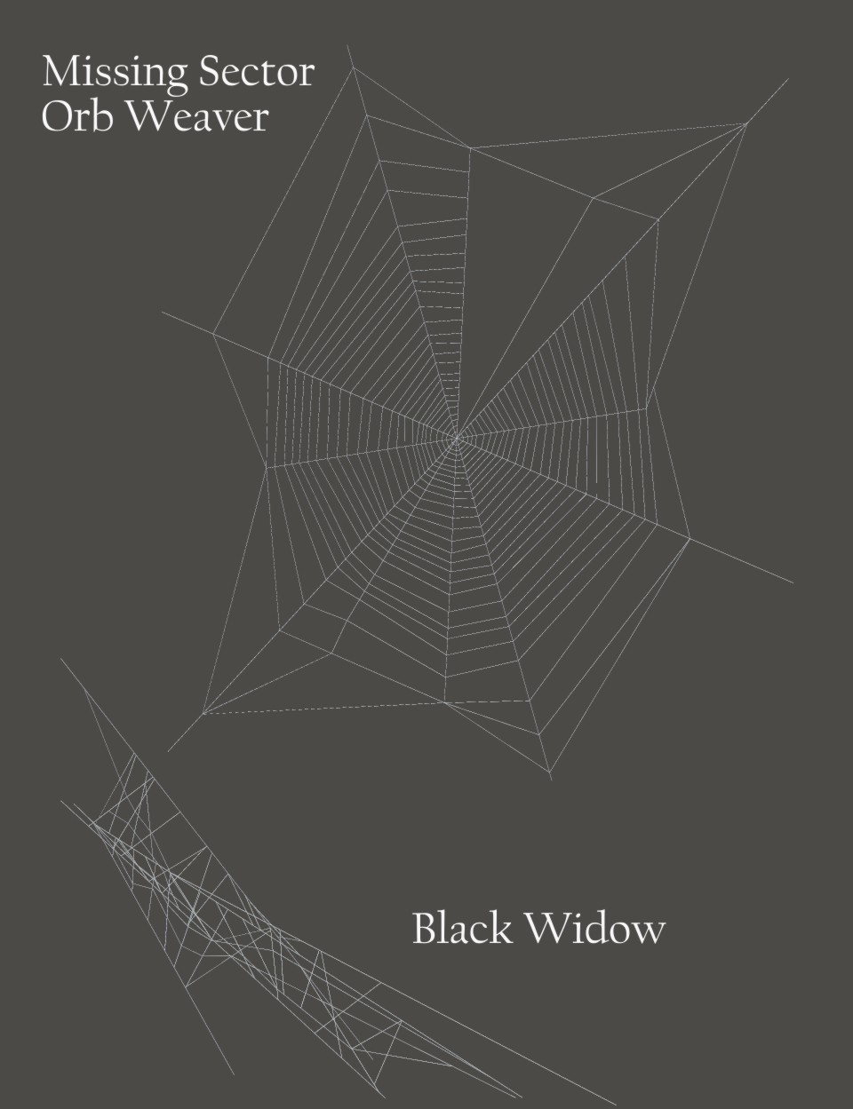 Nature's Wonders Spider Webs by N/A