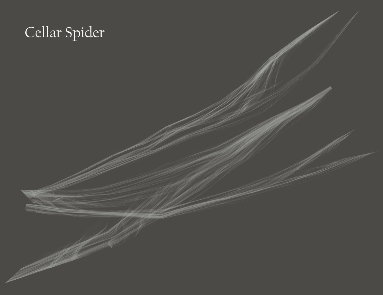 Nature's Wonders Spider Webs by N/A
