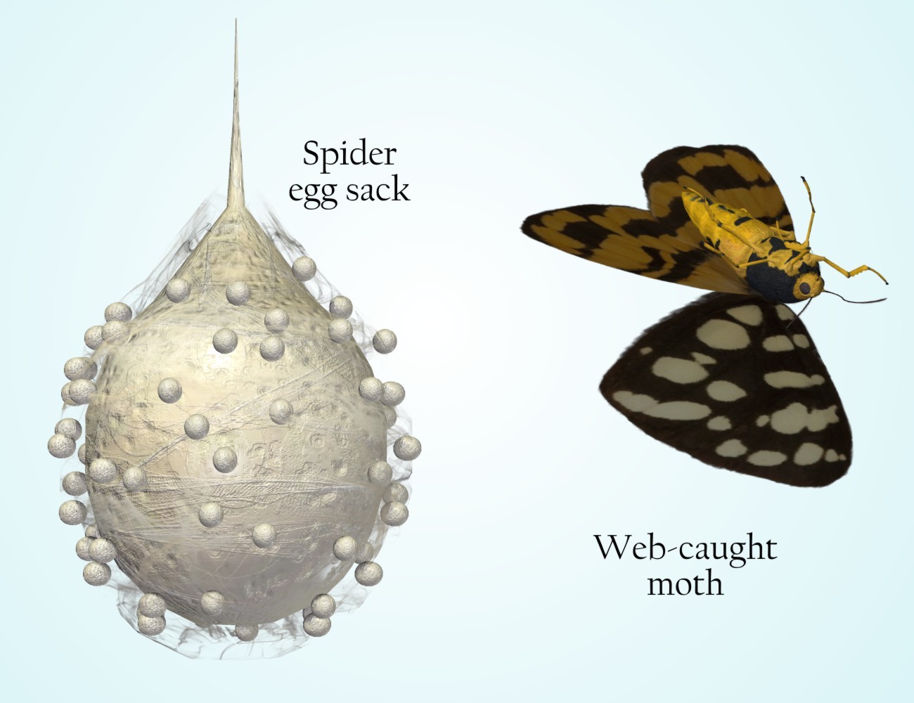 Nature's Wonders Spider Webs by N/A