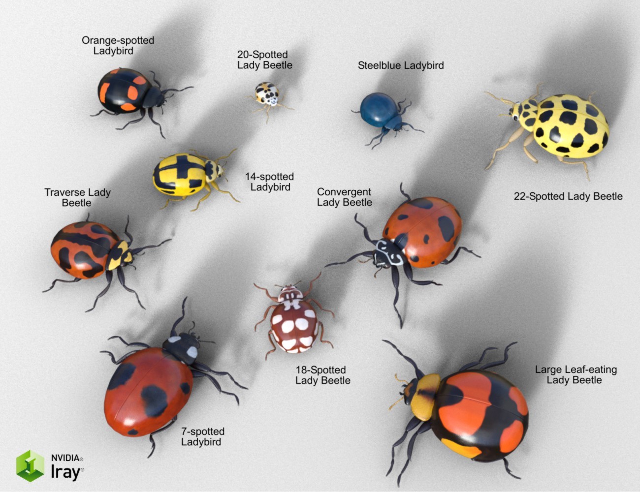Nature's Wonders Ladybugs by N/A