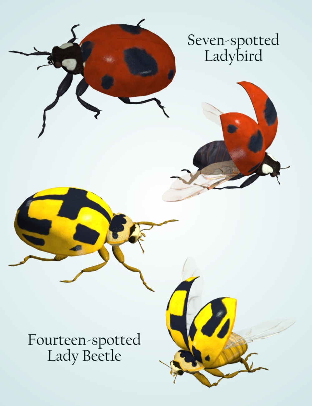 Nature's Wonders Ladybugs by N/A