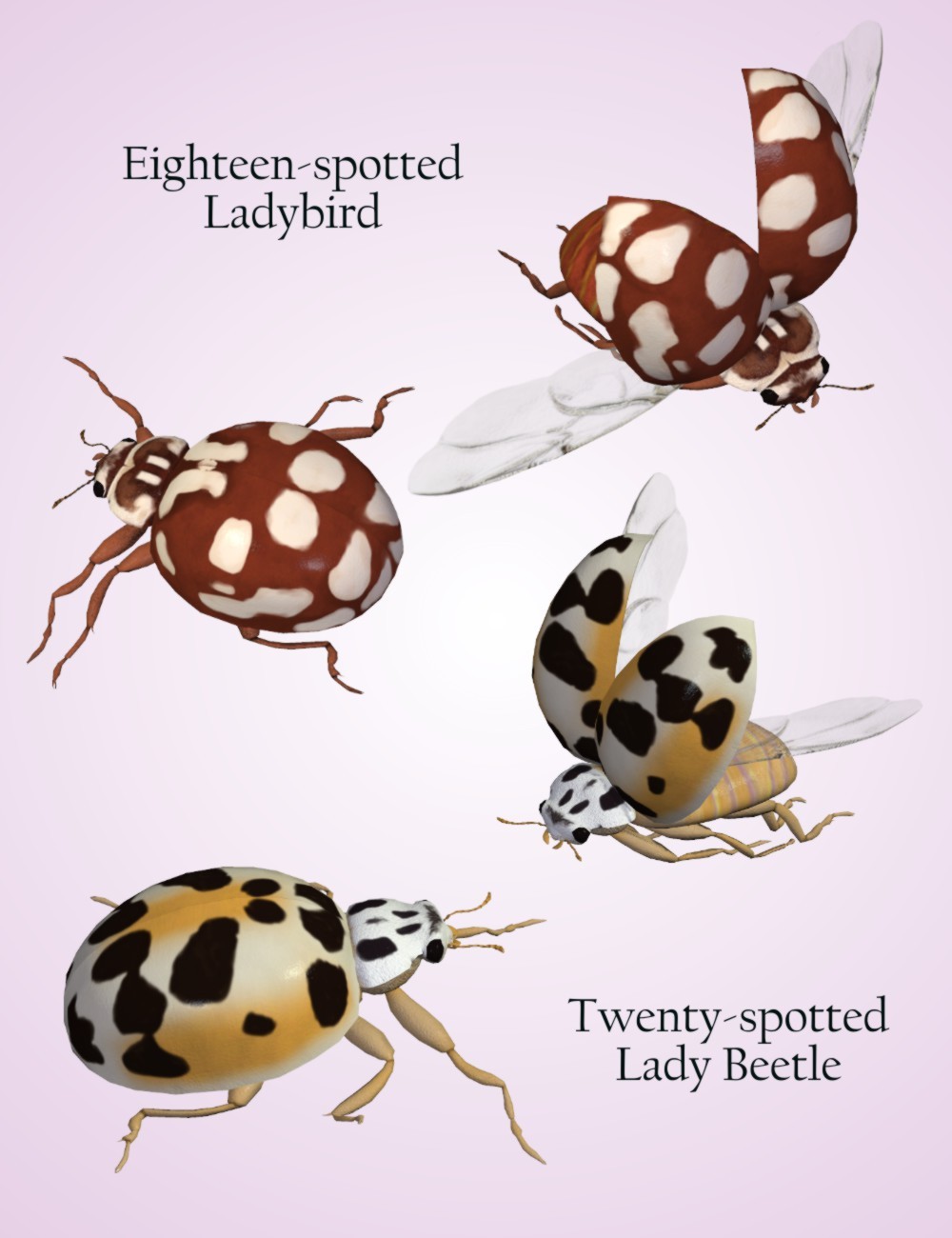Nature's Wonders Ladybugs by N/A