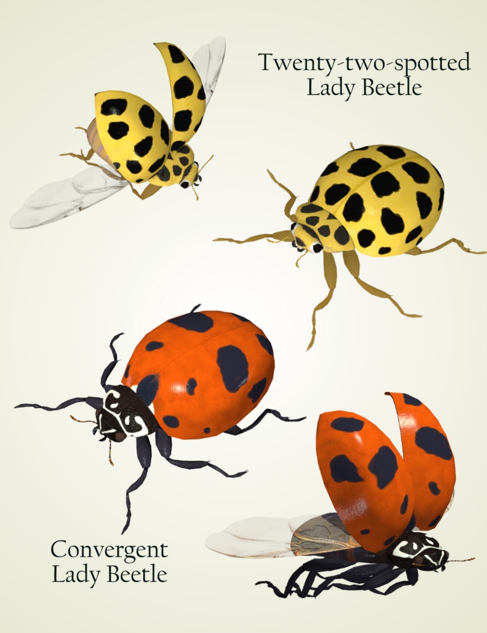 Nature's Wonders Ladybugs by N/A