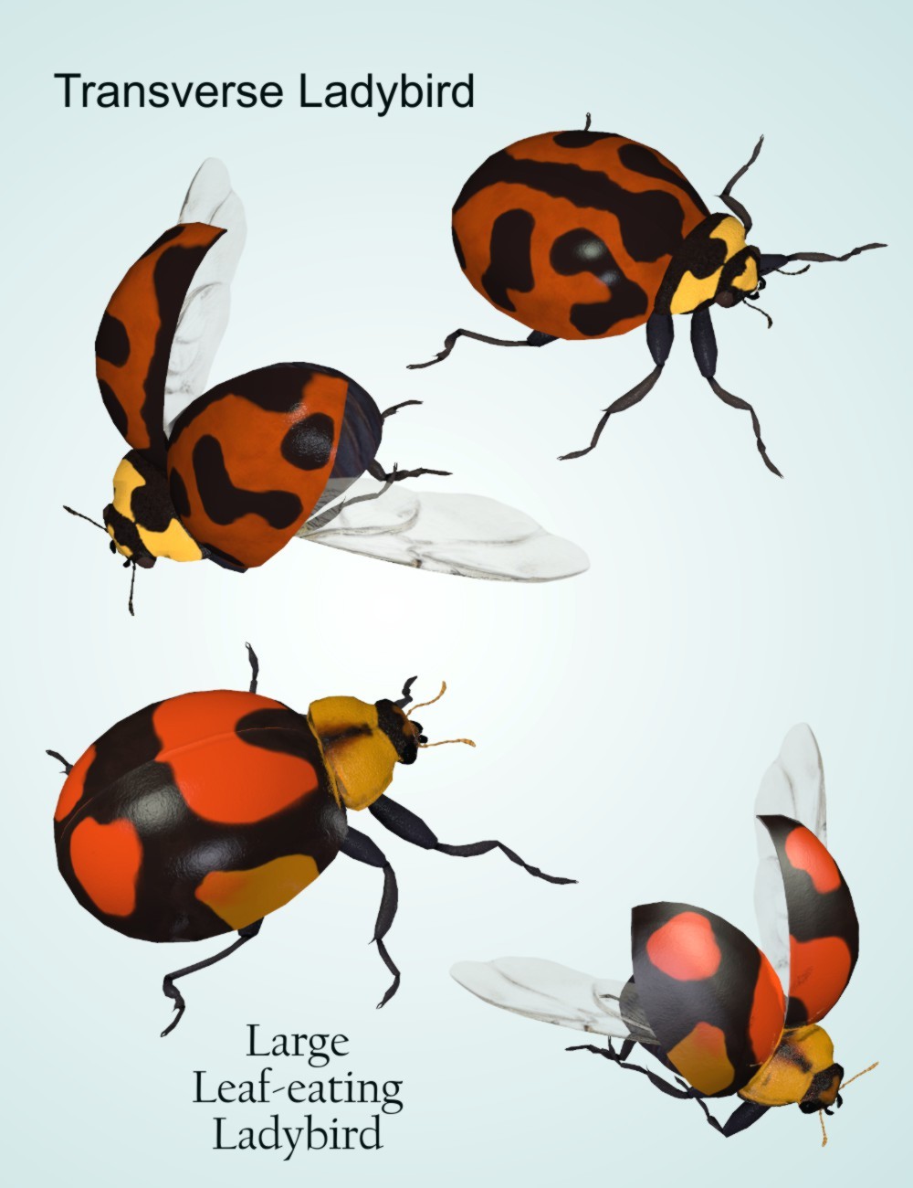 Nature's Wonders Ladybugs by N/A