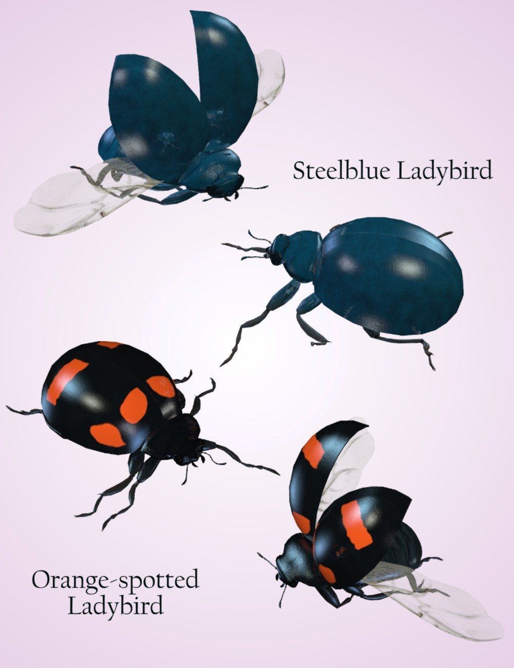 Nature's Wonders Ladybugs by N/A
