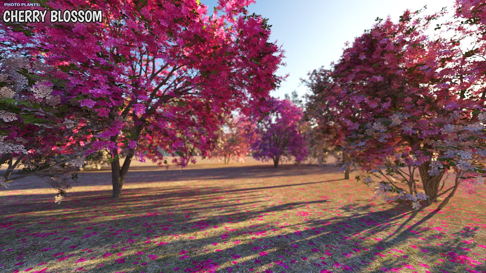 Photo Plants: Cherry Blossom by N/A