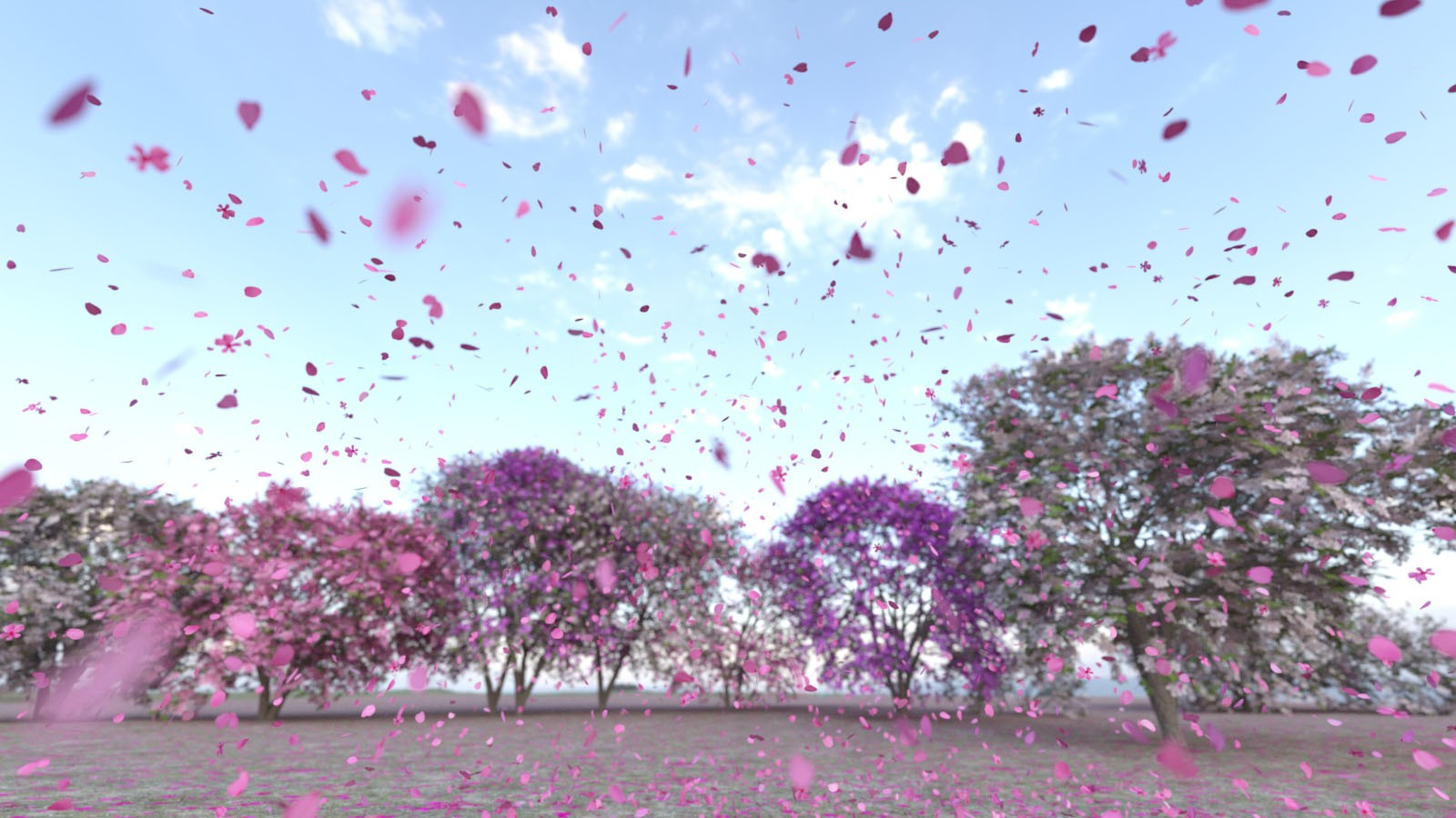 Photo Plants: Cherry Blossom by N/A
