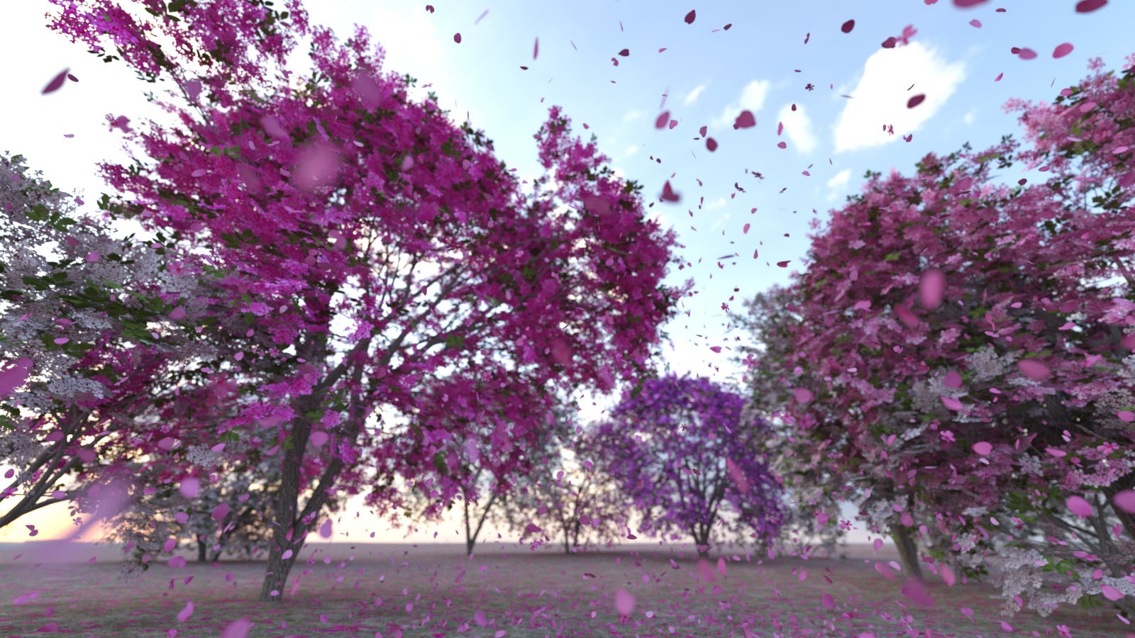 Photo Plants: Cherry Blossom by N/A