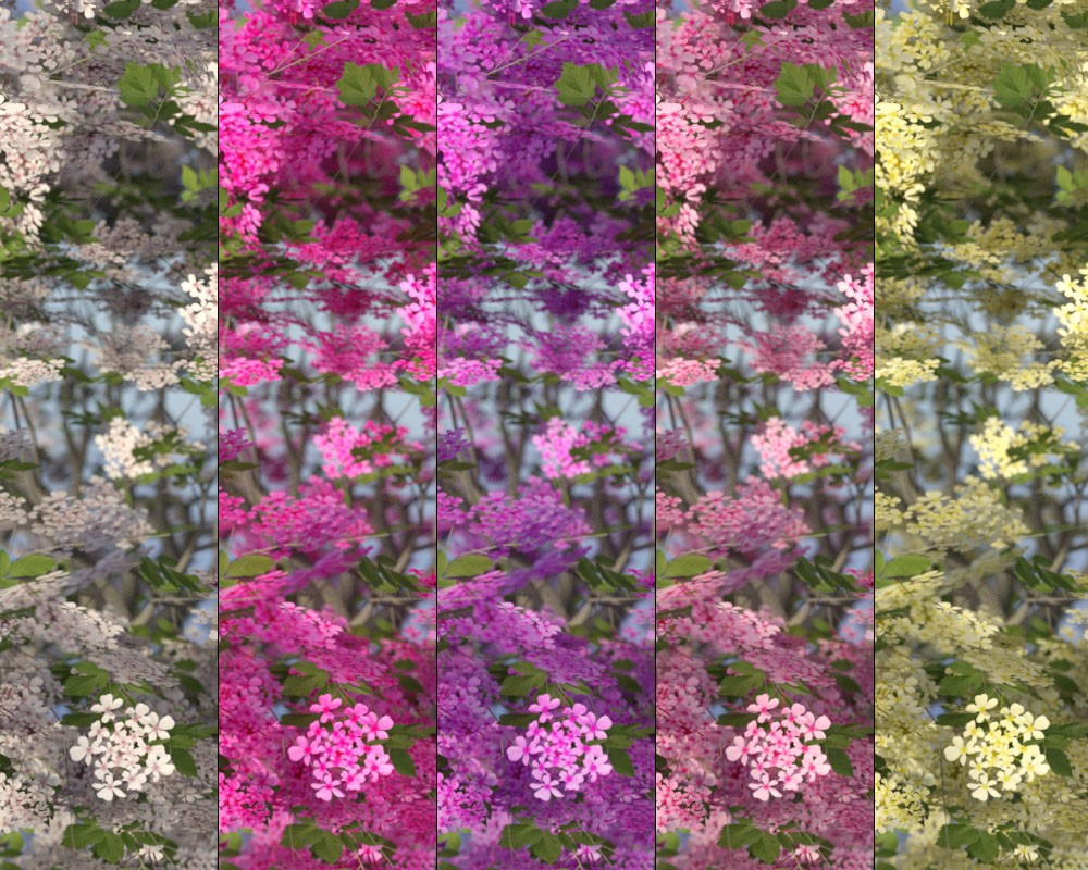 Photo Plants: Cherry Blossom by N/A