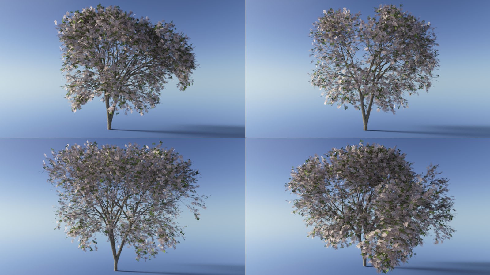 Photo Plants: Cherry Blossom by N/A